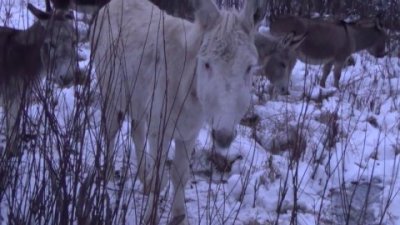 Impossible de lire la video