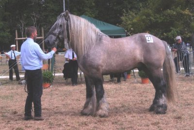 Trait poitevin mulassier <p>Par<a href="https://commons.wikimedia.org/w/index.php?curid=7962752" class="spip_out" rel="external">Poitou</a> — Travail personnel, CC BY 3.0,</p>