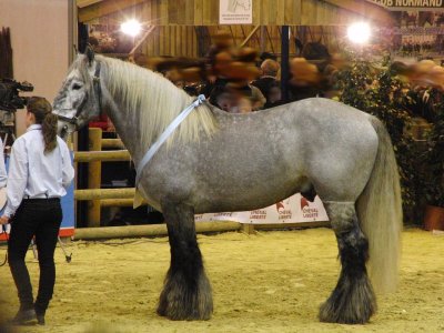 Étalon Poitevin mulassier gris au modèle, lors du concours Modèles et Allures de la race au Salon international de l'agriculture 2012. <p>Par <a href="https://commons.wikimedia.org/w/index.php?curid=18548322" class="spip_out" rel="external">Eponimm</a> — Travail personnel, CC BY-SA 3.0,</p>