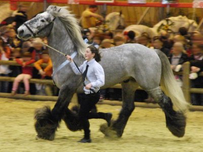 Étalon Poitevin Mulassier gris au trot lors du concours Modèles et Allures de la race au Salon international de l'agriculture 2012, Paris, France. <p>Par <a href="https://commons.wikimedia.org/w/index.php?curid=18548555" class="spip_out" rel="external">Eponimm</a> — Travail personnel, CC BY-SA 3.0,</p>