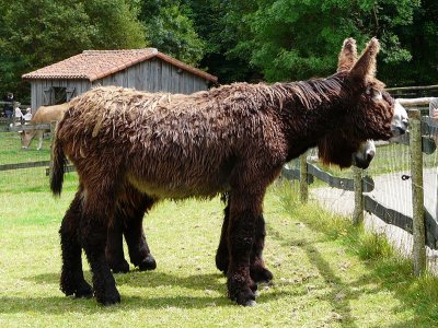 Le Baudet du Poitou <p>Par <a href="https://commons.wikimedia.org/w/index.php?curid=7270350" class="spip_out" rel="external">Père Igor</a> — Travail personnel, CC BY-SA 3.0,</p>