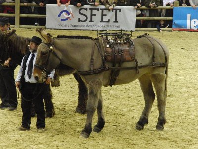 Présentation d'une mule Poitevine bâtée - Salon international de l'agriculture 2013, Paris, France <p>Par<a href="https://commons.wikimedia.org/w/index.php?curid=24863085" class="spip_out" rel="external">Eponimm</a> — Travail personnel, CC BY-SA 3.0,</p>