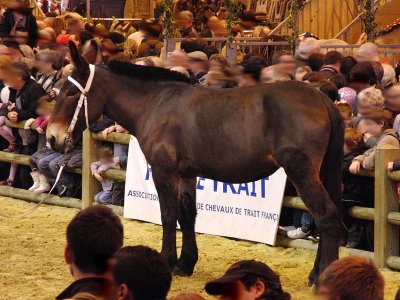 Mule poitevine lors du concours Modèles et Allures au salon international de l'agriculture de 2012. La robe est noir pangaré. <p>Par<a href="https://commons.wikimedia.org/w/index.php?curid=18548488" class="spip_out" rel="external">Eponimm</a> — Travail personnel, CC BY-SA 3.0,</p>