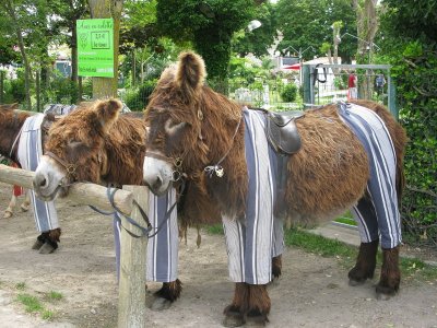 Deux ânes du Poitou en culotte, à Saint-Martin-de-Ré. <p>Par <a href="https://commons.wikimedia.org/w/index.php?curid=34088238" class="spip_out" rel="external">Jiel Beaumadier</a> — Travail personnel, CC BY-SA 4.0,</p>
