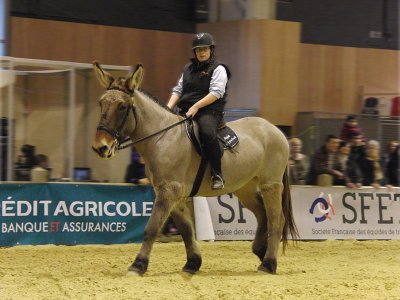 Mule poitevine montée au salon de l'agriculture de 2014. <p>Par<a href="https://commons.wikimedia.org/w/index.php?curid=31355621" class="spip_out" rel="external">Eponimm</a> — Travail personnel, CC BY-SA 3.0,</p>