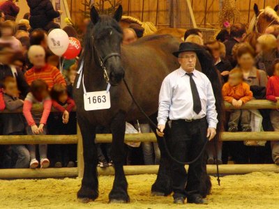 Une jument Poitevin mulassier <p>Par <a href="https://commons.wikimedia.org/w/index.php?curid=18548488" class="spip_out" rel="external">Eponimm</a> — Travail personnel, CC BY-SA 3.0,</p>