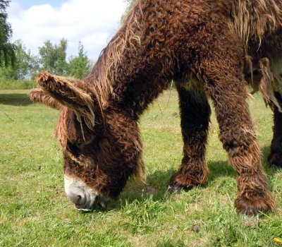 Le Baudet du Poitou
